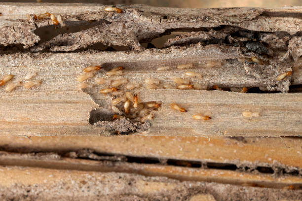 Best Bed Bug Extermination  in Byron, MN