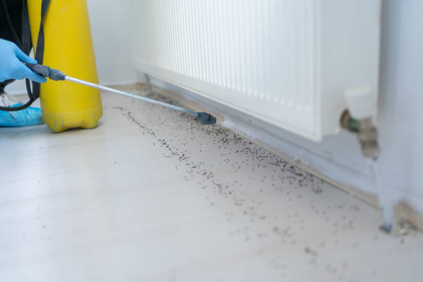 Flea Control Services in Byron, MN
