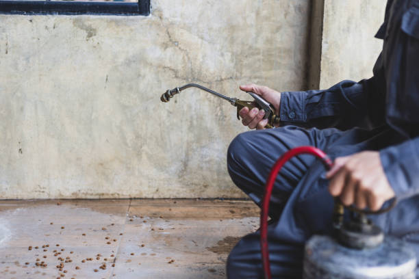 Best Termite Control Services  in Byron, MN